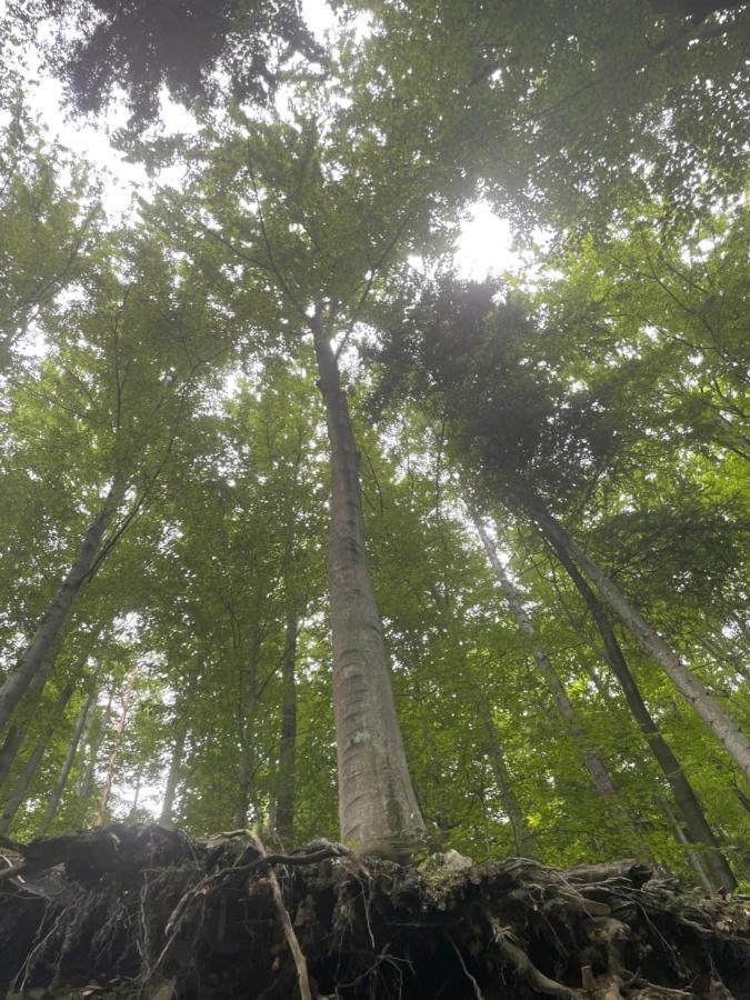 Romantyczna Chatka Pisarzowice  Kültér fotó